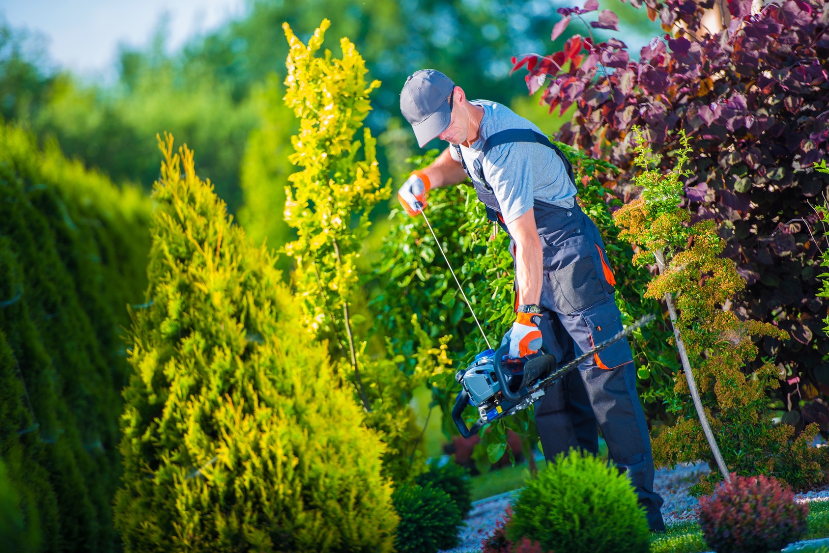 Firing Up Hedge Trimmer Firing Up Hedge Trimmer